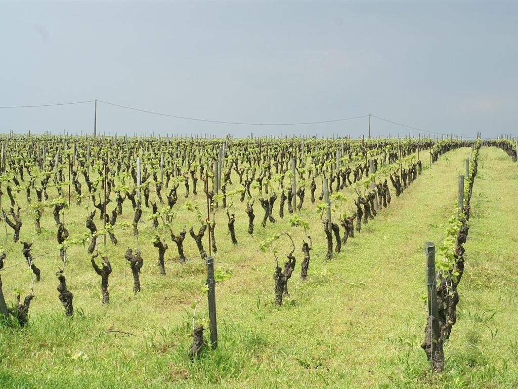 مبيت وإفطار Le Pallet Chateau De La Galissonniere المظهر الخارجي الصورة